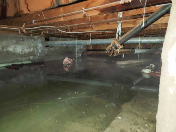 Best Basement water damage restoration  in Wink, TX